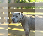 Small Photo #3 Mutt Puppy For Sale in St. Louis Park, MN, USA