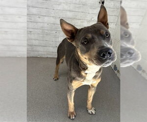 Mutt Dogs for adoption in San Bernardino, CA, USA