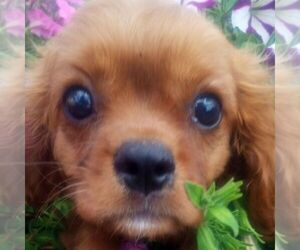 Cavalier King Charles Spaniel Puppy for sale in MAYSLICK, KY, USA