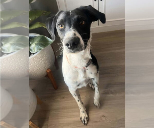 Medium Photo #3 Border Collie-Unknown Mix Puppy For Sale in Lakewood, CO, USA