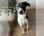 Small #2 Border Collie Mix