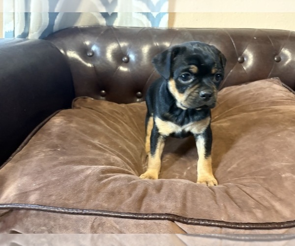 Medium Photo #18 Carlin Pinscher Puppy For Sale in COBB, WI, USA