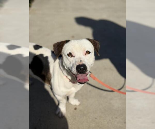 Medium Photo #1 Dachshund-Unknown Mix Puppy For Sale in Santa Barbara, CA, USA