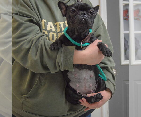 Medium Photo #3 French Bulldog Puppy For Sale in Huntley, IL, USA