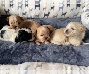 Zuchon Puppy for sale in LUDLOW, MA, USA