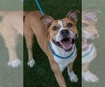 Small #1 American Pit Bull Terrier