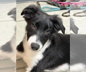 Border Collie Dogs for adoption in Highland, IL, USA