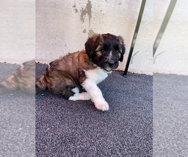 Medium Photo #5 Saint Berdoodle Puppy For Sale in ELK RIVER, MN, USA