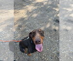 Small Doberman Pinscher