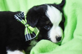 Australian Shepherd Puppy for sale in EPHRATA, PA, USA