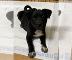 Small #2 Labsky