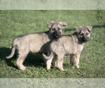 Small Photo #4 German Shepherd Dog Puppy For Sale in PALERMO, CA, USA