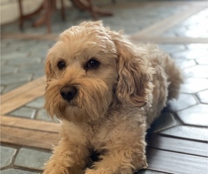 Father of the Cavapoo puppies born on 05/15/2025