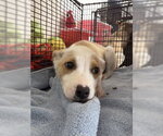 Small German Shepherd Dog Mix