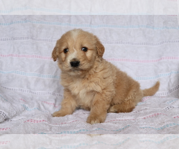 Medium Photo #3 Goldendoodle (Miniature) Puppy For Sale in SHILOH, OH, USA
