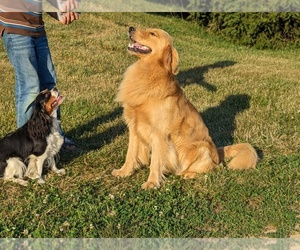 Golden Retriever Puppy for sale in WOOSTER, OH, USA