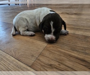 Medium German Shorthaired Pointer