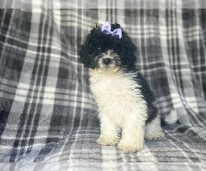 Cavapoo Puppy for sale in LAKELAND, FL, USA
