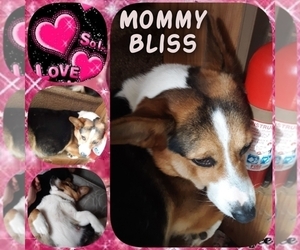 Mother of the Pembroke Welsh Corgi puppies born on 12/20/2019