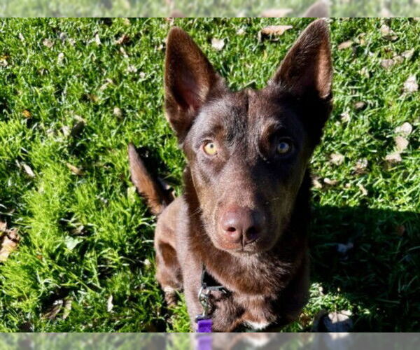 Medium Photo #2 German Shepherd Dog-Unknown Mix Puppy For Sale in Martinez, CA, USA