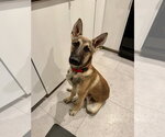 Small Photo #3 German Shepherd Dog Puppy For Sale in West Sacramento, CA, USA