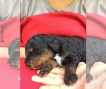Small Photo #9 Springerdoodle Puppy For Sale in MADISON, WI, USA