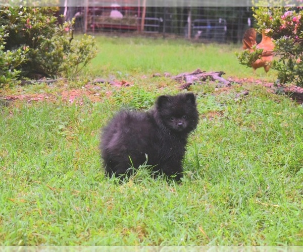 Medium Photo #9 Pomeranian Puppy For Sale in DINWIDDIE, VA, USA