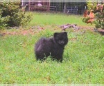 Small #8 Pomeranian