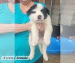 Small #1 Labrador Retriever Mix