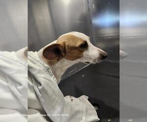 Mutt Dogs for adoption in San Antonio, TX, USA