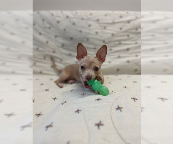 Medium Photo #1 Chihuahua Puppy For Sale in Fort Wayne, IN, USA