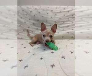 Chihuahua Dogs for adoption in Fort Wayne, IN, USA