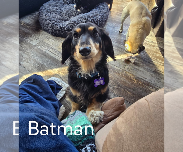 Medium Photo #3 Dachshund Puppy For Sale in Sioux Falls, SD, USA
