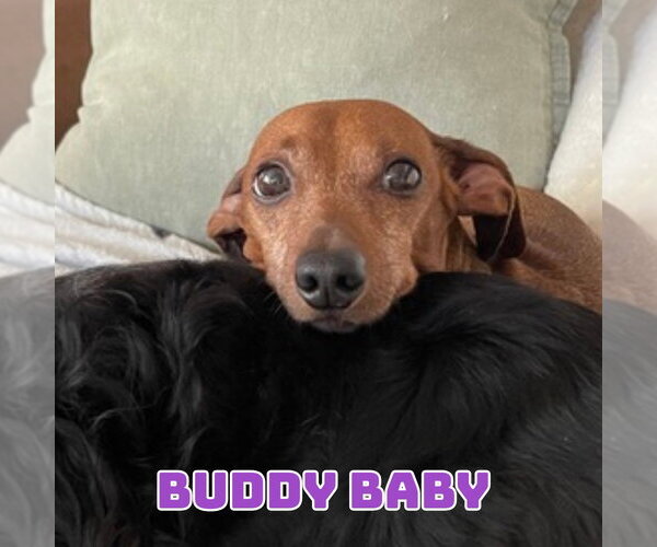Medium Photo #10 Dachshund-Unknown Mix Puppy For Sale in San Antonio, TX, USA