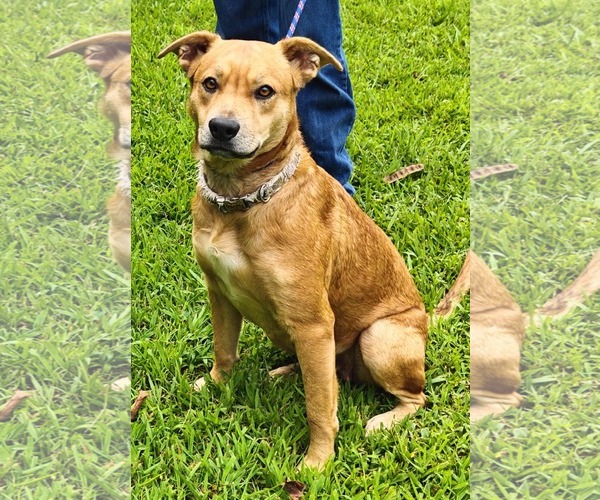 Medium Photo #9 Labrador Retriever-Unknown Mix Puppy For Sale in Talladega, AL, USA