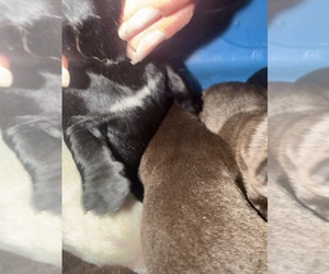 Labrador Retriever Puppy for sale in OSYKA, MS, USA