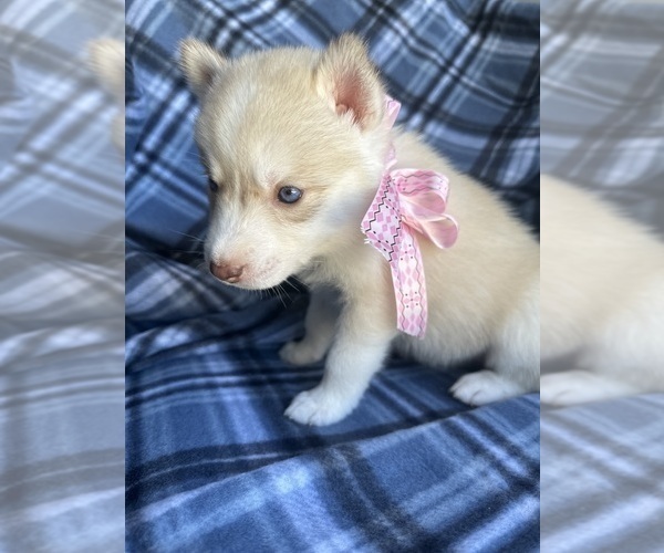 Medium Photo #1 Siberian Husky Puppy For Sale in FAIRFIELD, CA, USA
