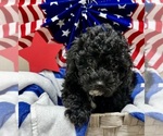 Small #5 ShihPoo