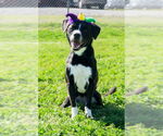 Small #1 Mutt