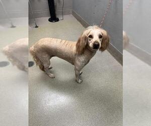 Goldendoodle (Miniature) Dogs for adoption in Las Vegas, NV, USA