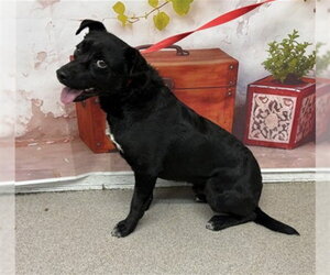 Chihuahua Dogs for adoption in San Bernardino, CA, USA