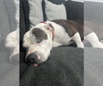 Small #2 American Pit Bull Terrier