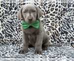 Small #1 Labrador Retriever
