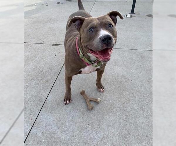 Medium Photo #2 American Pit Bull Terrier Puppy For Sale in Akron, OH, USA