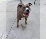 Small #1 American Pit Bull Terrier