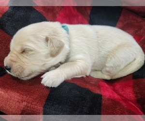 Golden Retriever Puppy for sale in TROY, MO, USA