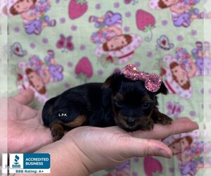 Yorkshire Terrier Puppy for sale in WINNSBORO, LA, USA