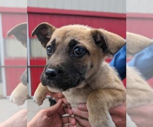Alaskan Malamute-German Shepherd Dog Mix Dogs for adoption in Aurora, IN, USA