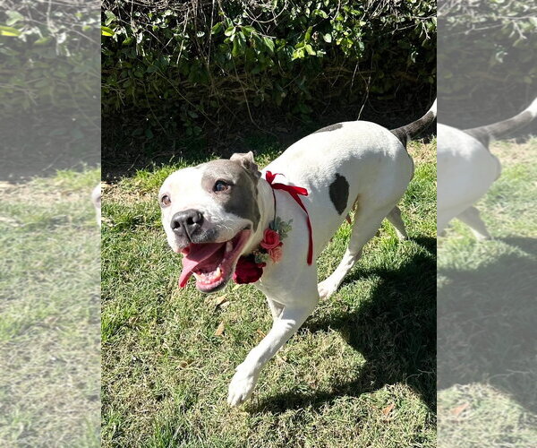 Medium Photo #5 American Pit Bull Terrier-American Staffordshire Terrier Mix Puppy For Sale in Redlands, CA, USA