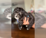 Puppy Puppy 2 Poodle (Toy)